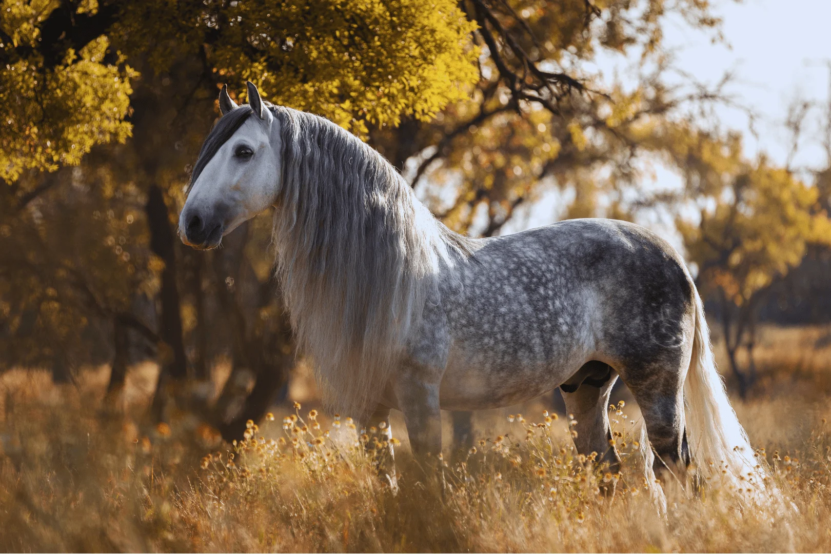 An Andalusian Story