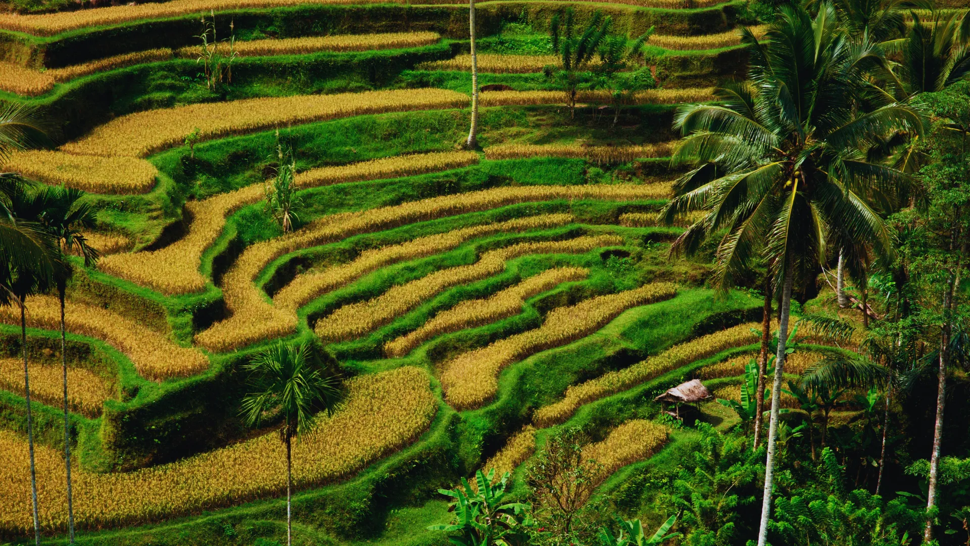 Blissful Bali