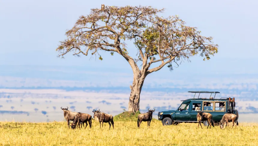 Jumbo Kenya